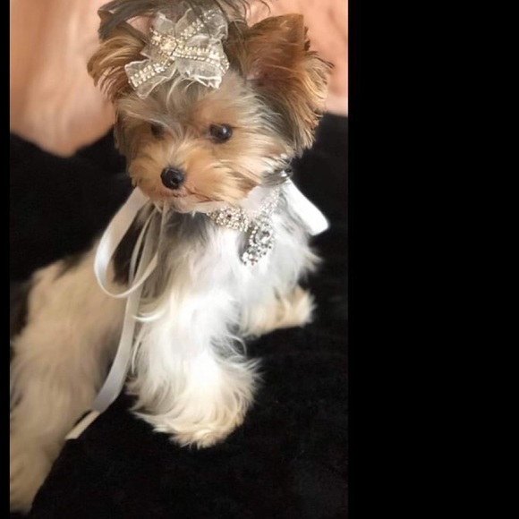 Custom made Rhinestone pet Collar - Picture 8 of 8